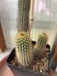 Preview: Cleistocactus spec.